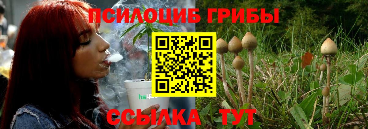 Красногорск  Галлюциногенные грибы Psilocybine cubensis  Вход с VPN 